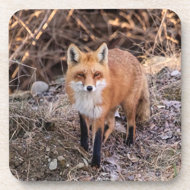 Red Fox up close and personal Beverage Coaster (Front)
