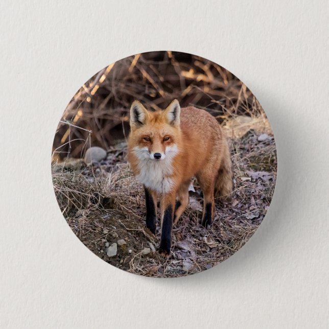 Red Fox up close and personal Button (Front)
