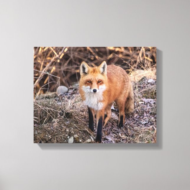 Red Fox up close and personal Canvas Print (Front)