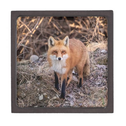 Red Fox up close and personal Jewelry Box