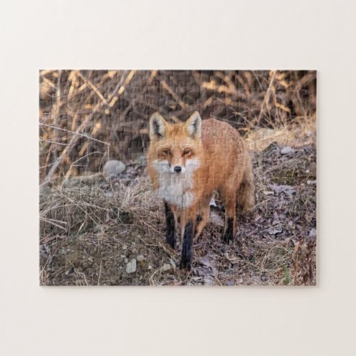 Red Fox up close and personal Jigsaw Puzzle
