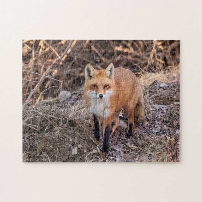Red Fox up close and personal Jigsaw Puzzle (Horizontal)
