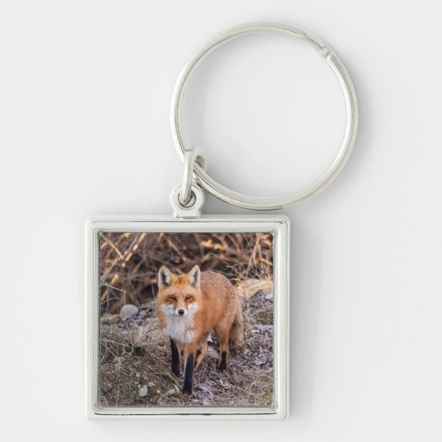 Red Fox up close and personal Keychain (Front)