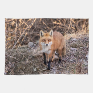 Red Fox up close and personal Kitchen Towel