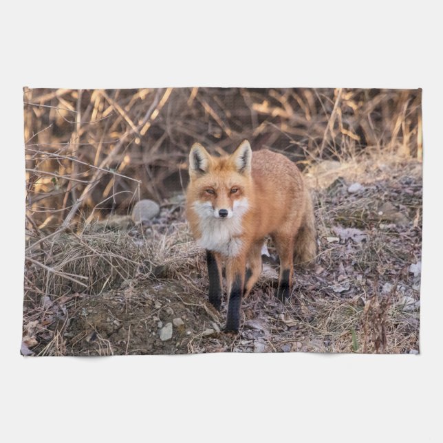 Red Fox up close and personal Kitchen Towel (Horizontal)