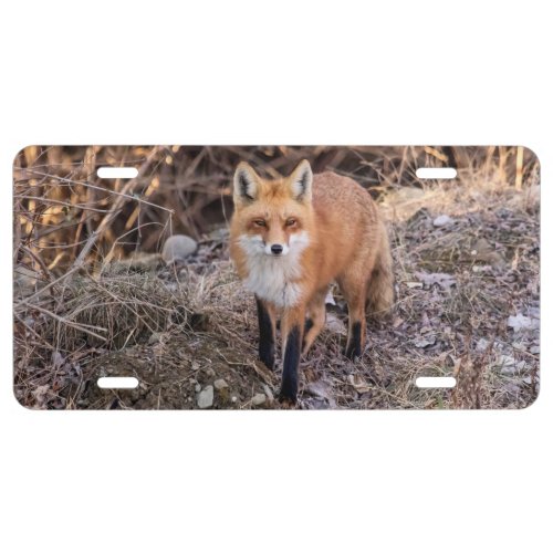 Red Fox up close and personal License Plate