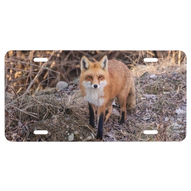 Red Fox up close and personal License Plate (Front)