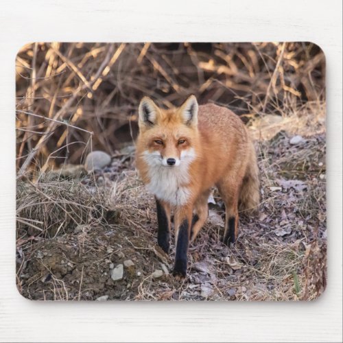 Red Fox up close and personal Mouse Pad