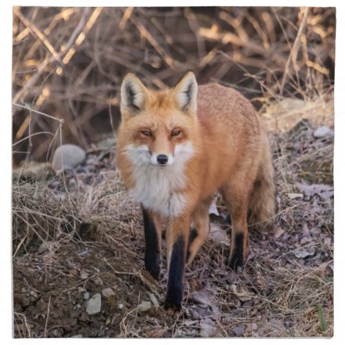 Red Fox up close and personal Napkin