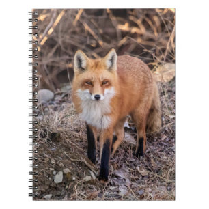 Red Fox up close and personal Notebook