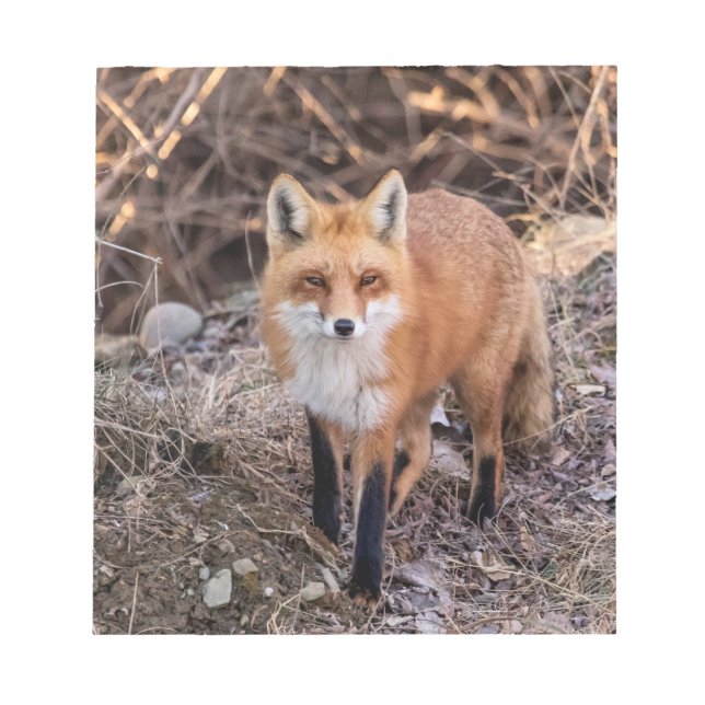 Red Fox up close and personal Notepad (Front)