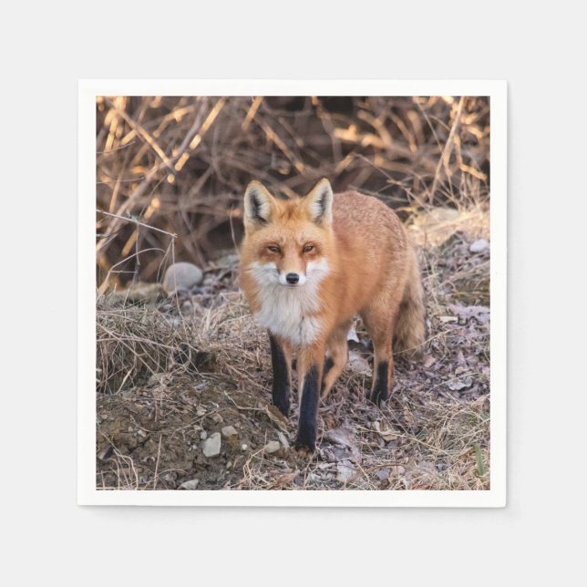 Red Fox up close and personal Paper Napkins (Front)