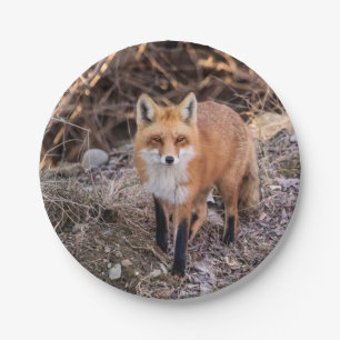 Red Fox up close and personal Paper Plates