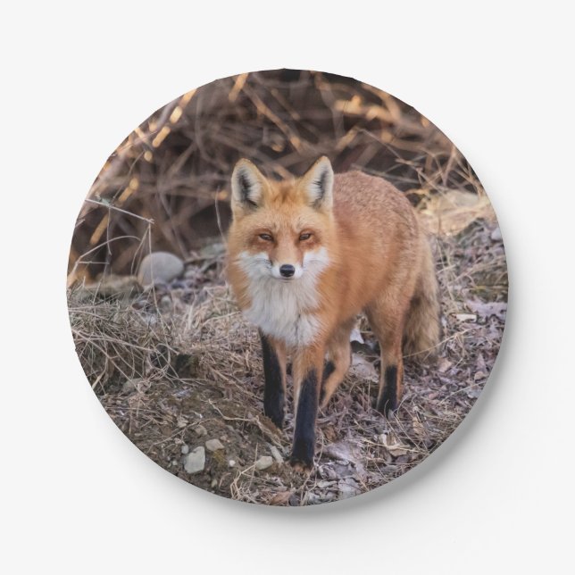 Red Fox up close and personal Paper Plates (Front)
