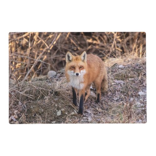 Red Fox up close and personal Placemat