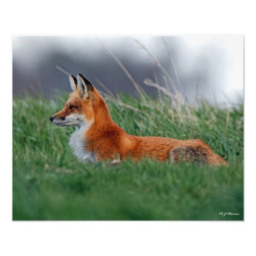 Red Fox Vixen in the Grass 16x20 Photo Print