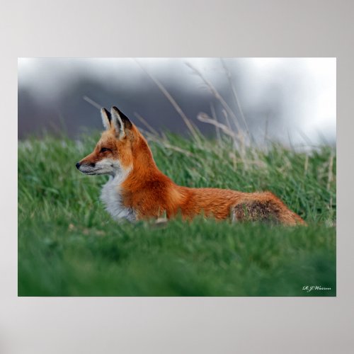 Red Fox Vixen in the Grass 18x24 Poster