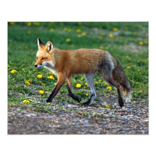Red Fox Vixen Walking 16x20 Photo Print