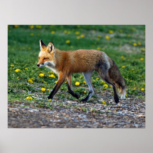 Red Fox Vixen Walking 18x24 Poster