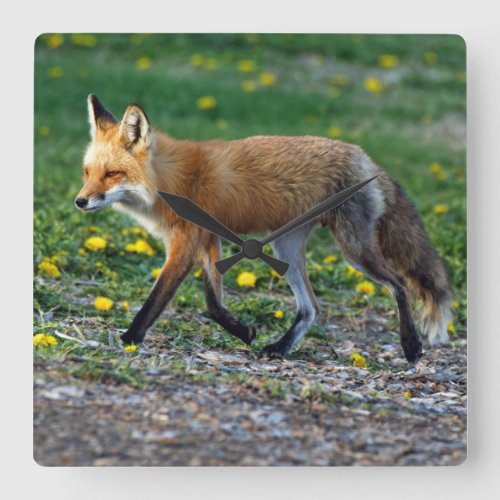 Red Fox Vixen Walking Square Wall Clock