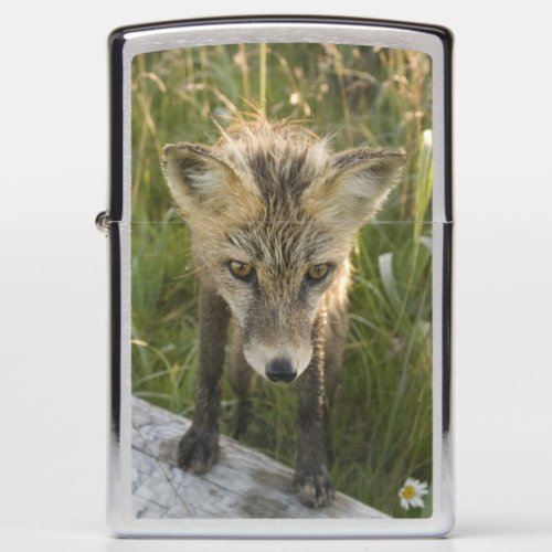 Red Fox Vulpes fulva on log Wildflowers Zippo Lighter