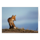 red fox, Vulpes vulpes (Front Horizontal)