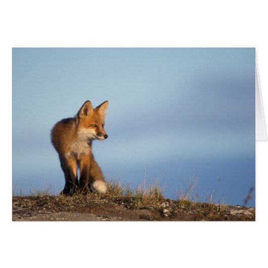 red fox, Vulpes vulpes (Front Horizontal)