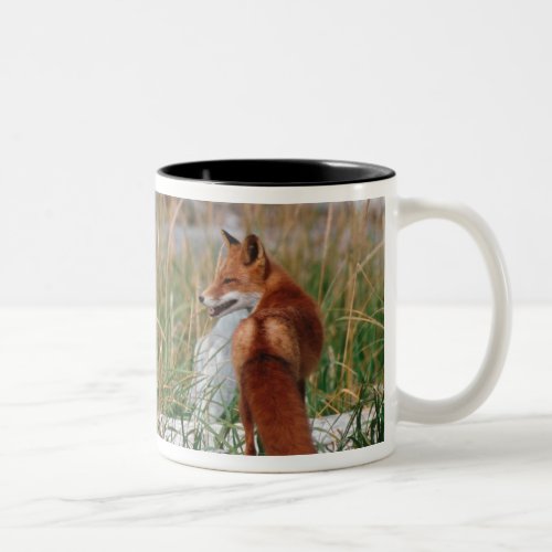 Red Fox Vulpes vulpes Alaska Peninsula 2 Two_Tone Coffee Mug