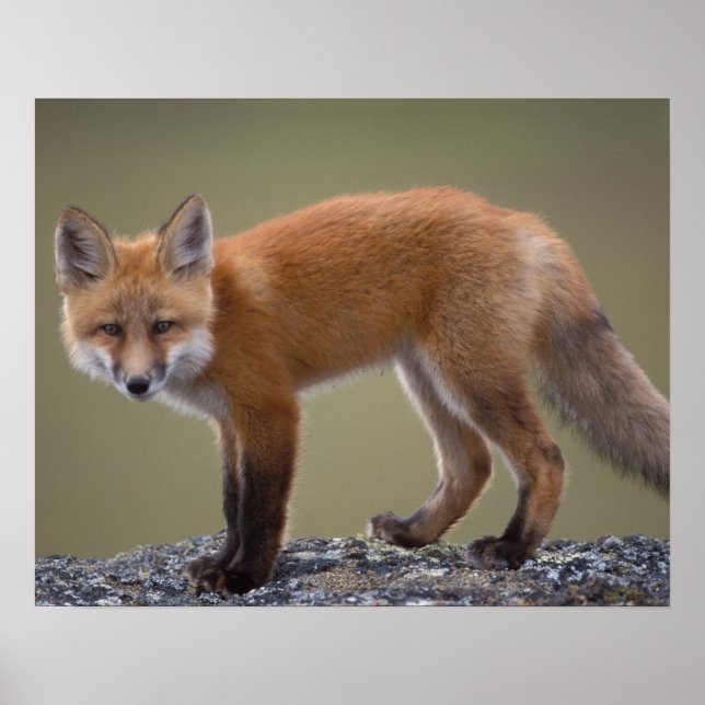 red fox, Vulpes vulpes, along the central North 2 Poster (Front)
