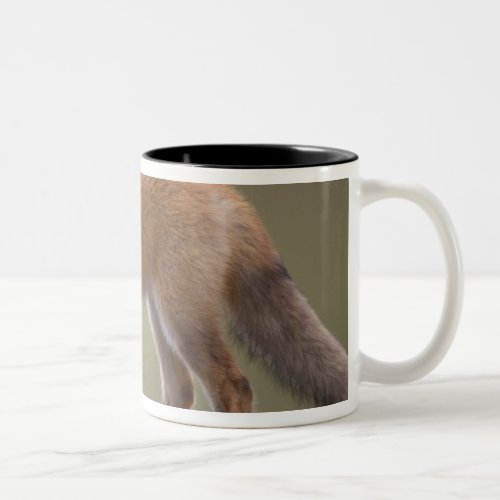 red fox Vulpes vulpes along the central North 2 Two_Tone Coffee Mug