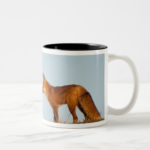 red fox Vulpes vulpes along the central North Two_Tone Coffee Mug