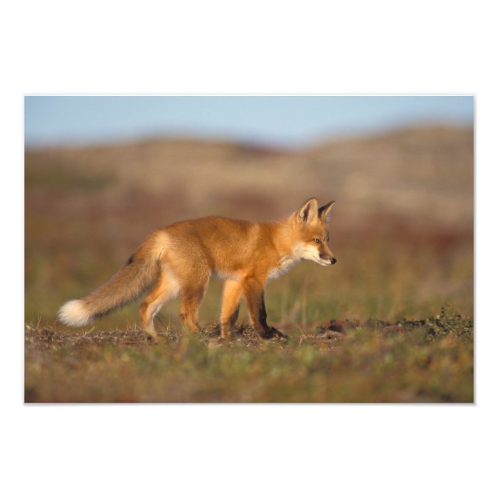 red fox, Vulpes vulpes, along the central Photographic Print