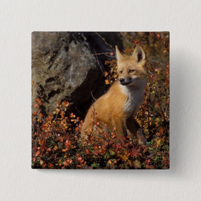 red fox, Vulpes vulpes Button (Front)