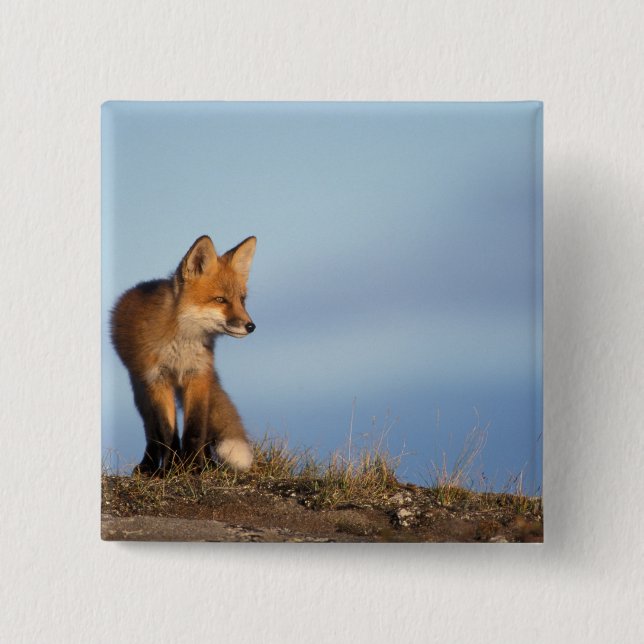 red fox, Vulpes vulpes Button (Front)