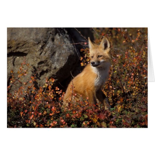 red fox, Vulpes vulpes Cards (Front Horizontal)