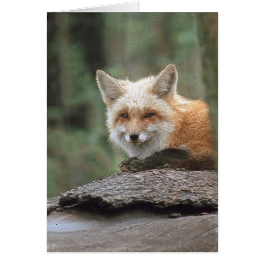 Red Fox (Vulpes vulpes) Cards (Front)