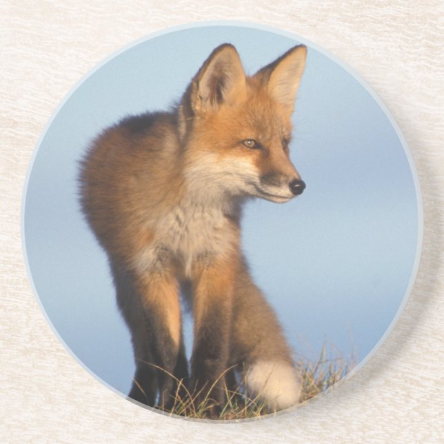 red fox, Vulpes vulpes Coaster (Front)
