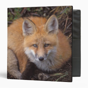 red fox, Vulpes vulpes, in fall colors 3 Ring Binder