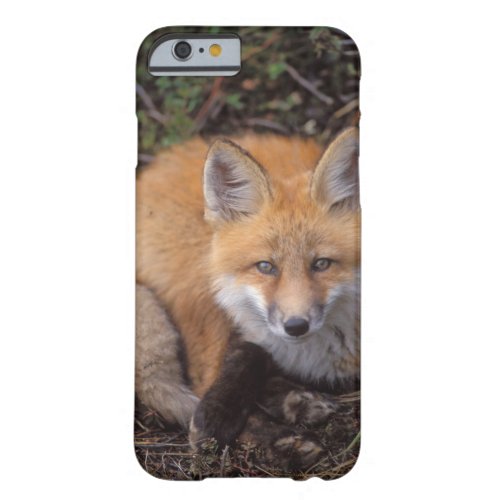 red fox Vulpes vulpes in fall colors along Barely There iPhone 6 Case