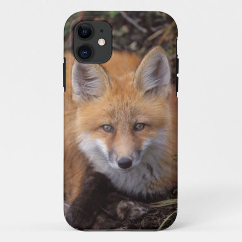 red fox Vulpes vulpes in fall colors along iPhone 11 Case