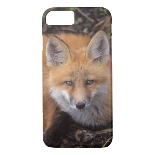 red fox Vulpes vulpes in fall colors along iPhone 87 Case