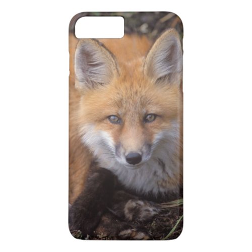 red fox Vulpes vulpes in fall colors along iPhone 8 Plus7 Plus Case