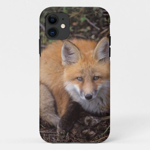 red fox Vulpes vulpes in fall colors along iPhone 11 Case