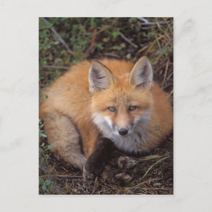 red fox, Vulpes vulpes, in fall colors along Postcard