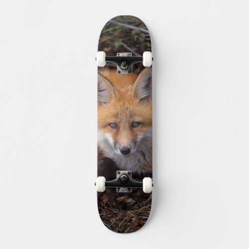 red fox Vulpes vulpes in fall colors along Skateboard Deck