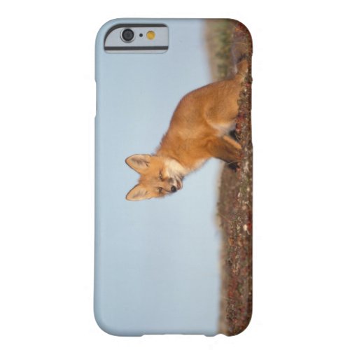 red fox Vulpes vulpes in fall colors along the 2 Barely There iPhone 6 Case
