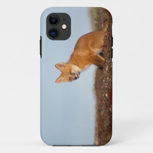 red fox Vulpes vulpes in fall colors along the 2 iPhone 11 Case