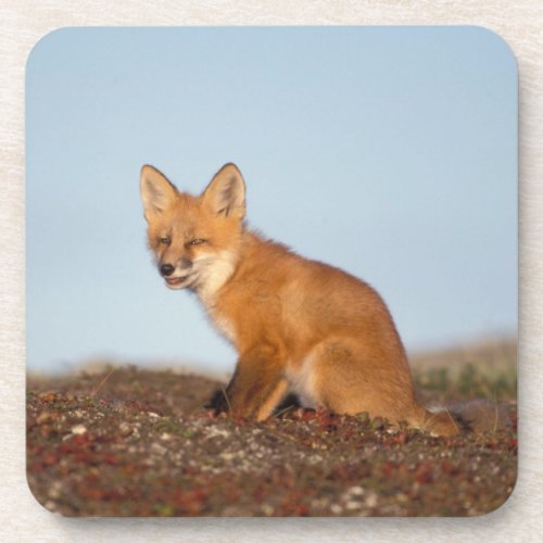 red fox Vulpes vulpes in fall colors along the 2 Coaster