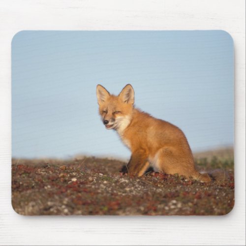 red fox Vulpes vulpes in fall colors along the 2 Mouse Pad