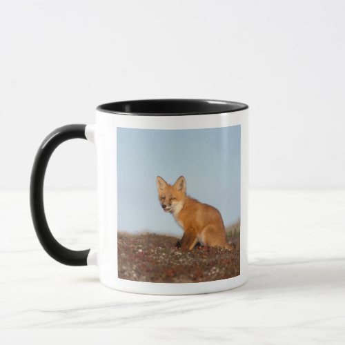 red fox Vulpes vulpes in fall colors along the 2 Mug